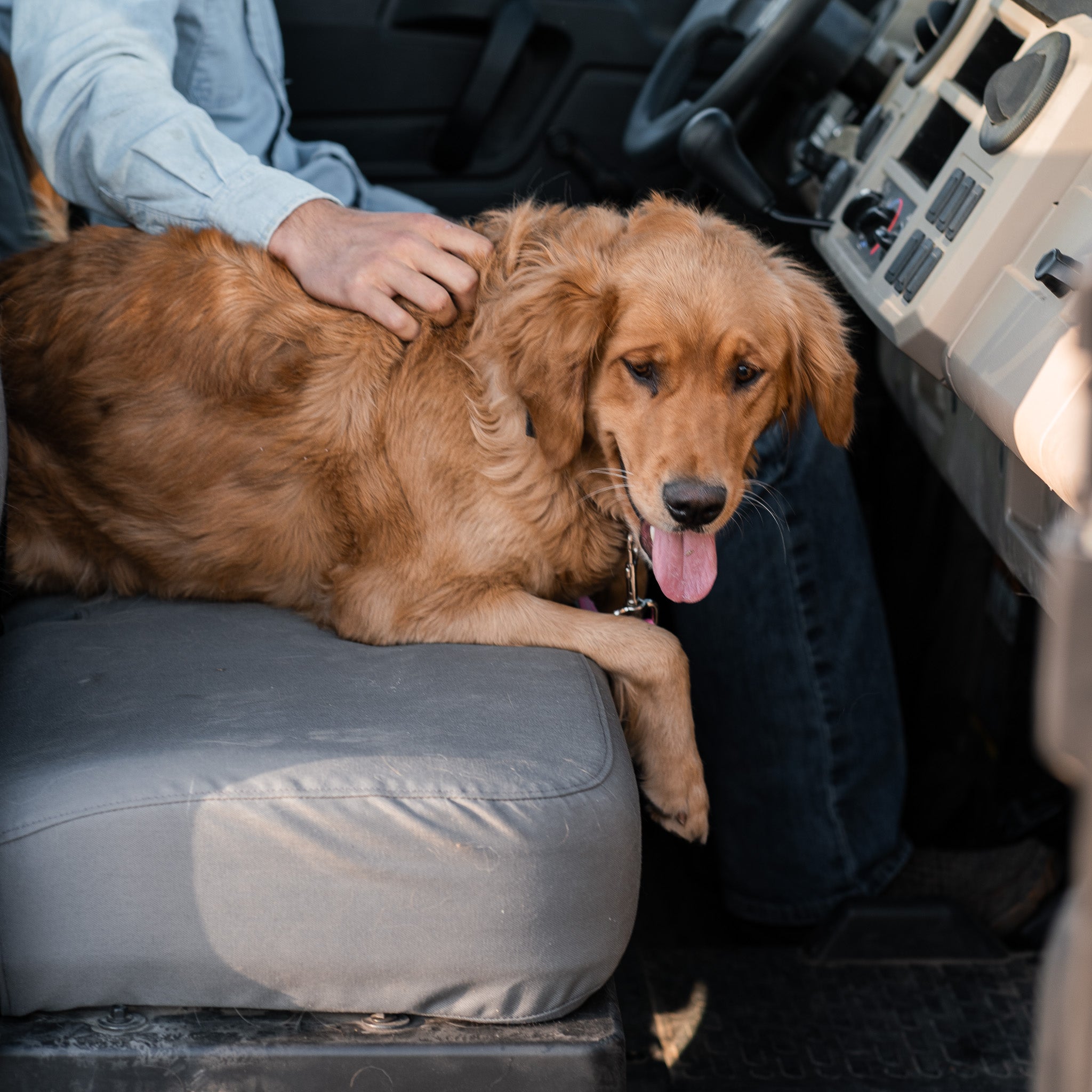 A Golden Retriever sitting on some TigerTough seat covers that are protecting the seats in a John Deere Gator